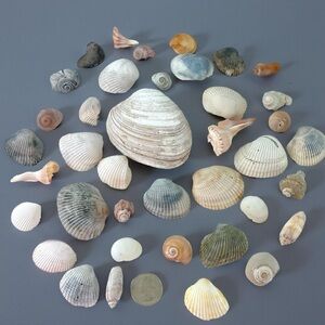 Bulk Lot of Beautiful Seashells #5